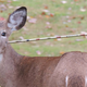 Illustration for article titled Wildlife officials successfully remove arrow from young deers head